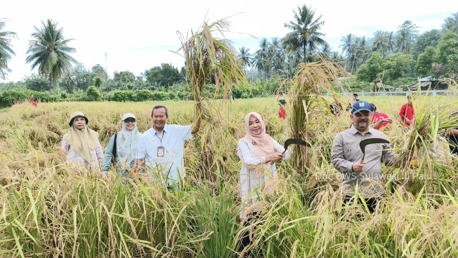 Sinergi KemenPU dan Kementan, BWS Sulawesi III Palu Dukung Gerakan Panen Padi di Sigi